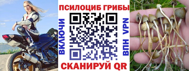 Псилоцибиновые грибы GOLDEN TEACHER магазин продажи наркотиков Чадан